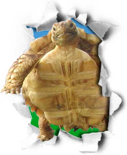 Mr./Ms. Tortoise