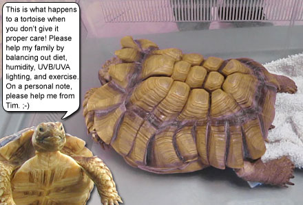 This is what happens to a tortoise when you don’t give it proper care! Please help my family by balancing out diet, humidity, UVB/UVA lighting, and exercise. On a personal note, please help me from Tim. ;-)